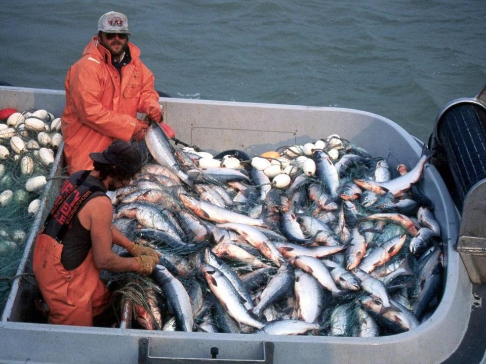 Salmon in a fishing boat on Alaska's Naknek River. (ASSOCIATED PRESS)