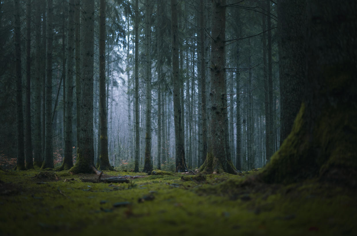 La femme sosie a été poignardée dans un bois en Bavière en août 2022 (image d'illustration : Getty images).