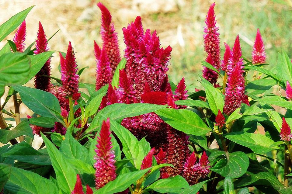 14) Celosia