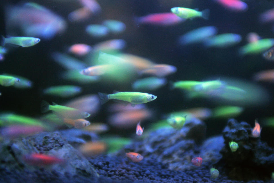 A group of genetically engineered medaka fish developed by the Taikong Corp. glows in a tank at the fifth Bio Taiwan 2007 exhibition in Taipei July 26, 2007. REUTERS/Pichi Chuang