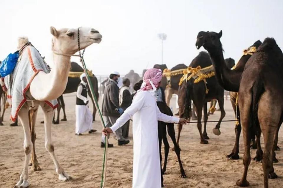 Visiting the Hudaibiyah Camel Farm is a fun way to learn about the Treaty of Hudaibiyah and how Umrah started. (Photo: Symphony Travel and Tours Sdn Bhd)
