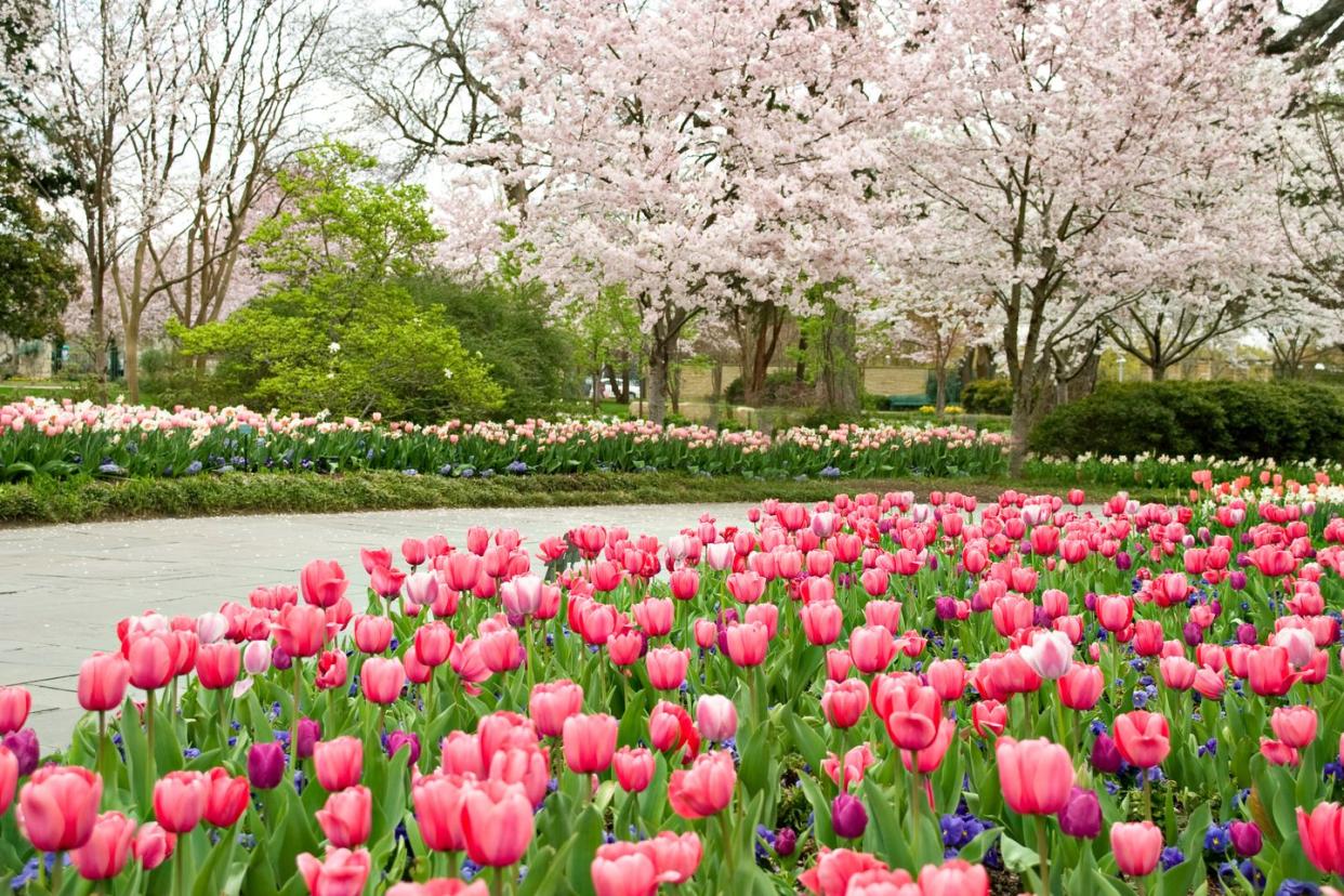 a field of pink flowers