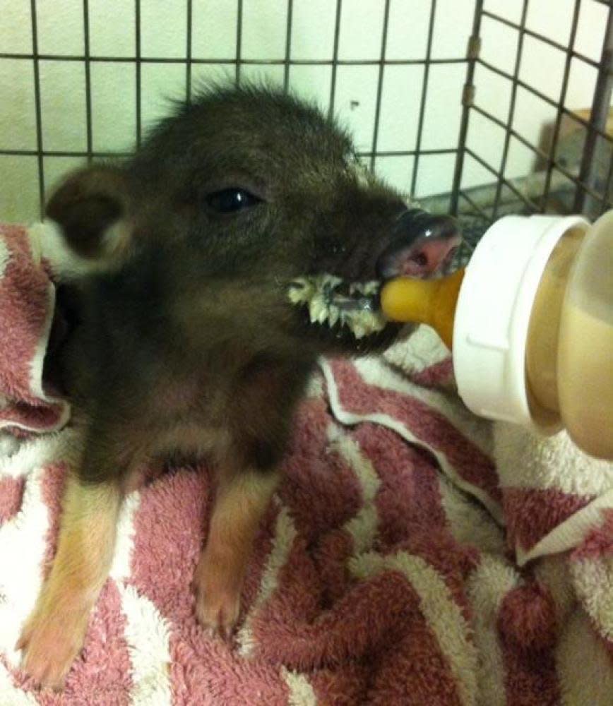 This adorable injured baby pig was found roaming a hotel lobby near Honolulu's airport. The Hawaiian Humane Society renamed her Pukalani and says she'll be available for adoption later in March.