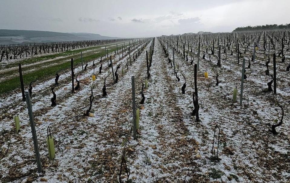 A 'supercell' hail storm wiped out vast swathes of Chablis vineyards in Burgundy