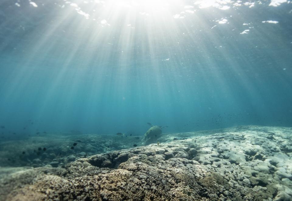 Underwater scene with sunlight beams penetrating the surface, fish swimming above a coral reef