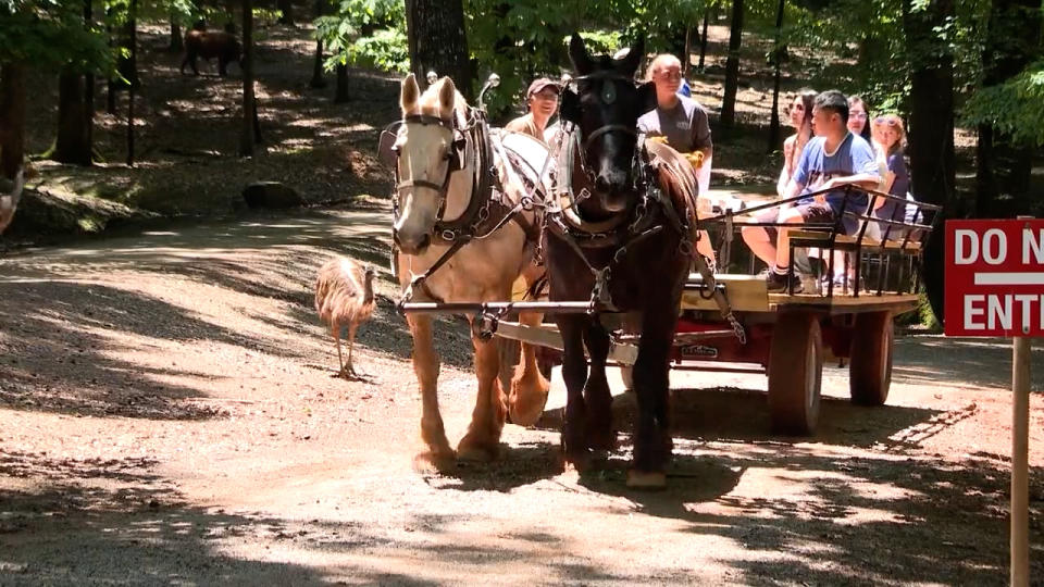 <em>Horse-drawn wagons will be the only way to interact with animals at Lazy 5 Ranch.</em>