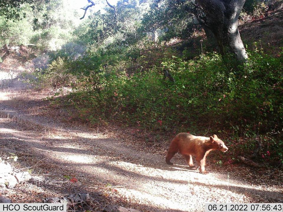 A bear was spotted at the Pismo Preserve in San Luis Obispo County, California in July 2022.