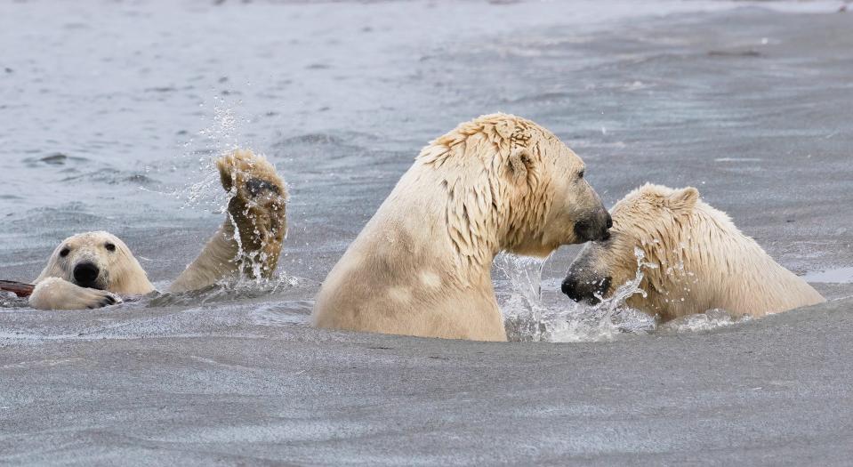 Polar bears play in the water.
