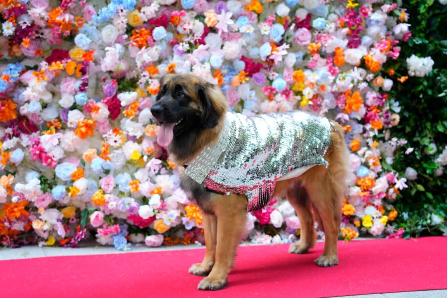 A dog attends the Pet Gala fashion show at AKC Museum of The Dog on Monday, May 20, 2024, in New York. (Photo by Charles Sykes/Invision/AP)