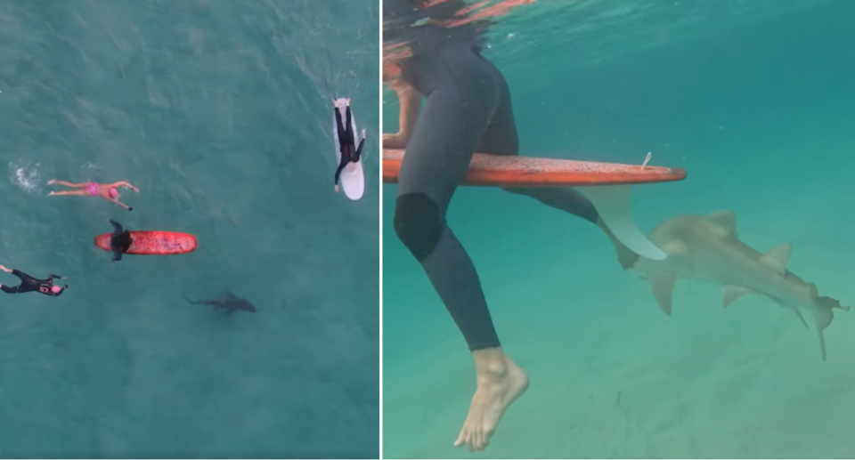 Swimmers and surfers near a shark (left) and a close-up of the shark near a surfer's legs (right) at Bondi Beach