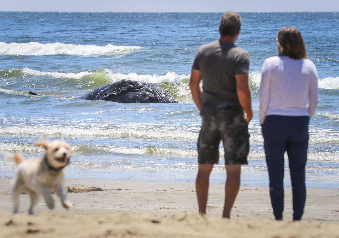 The carcass of a dead humpback whale washed up in the surf Saturday, July 9, 2022, in Cayucos.