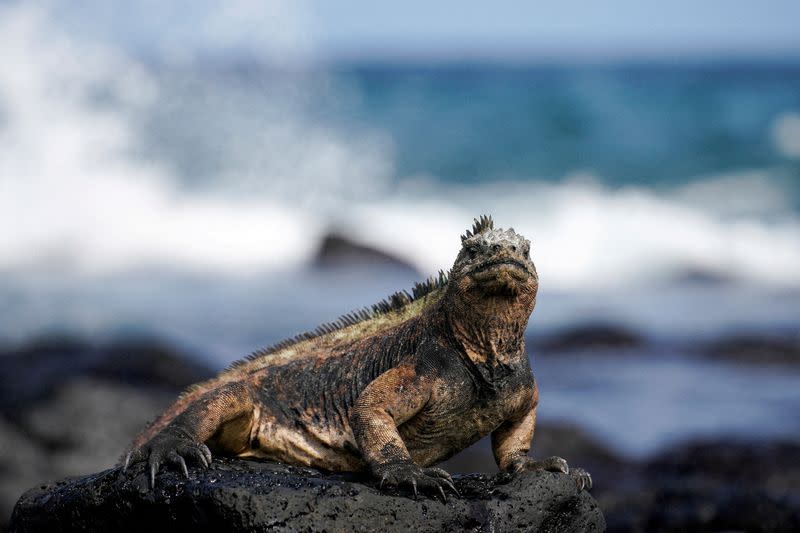 FILE PHOTO: A marine iguana sits on a rock in the Galapagos Islands