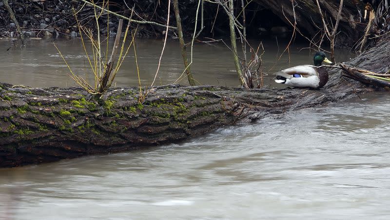 A duck sits on a log in the Logan River on April 18, 2011, near the Logan River Parkway in Cache Valley. Several entities are asking the Utah Legislature to fund research of the Bear River and Cache Valley watershed.