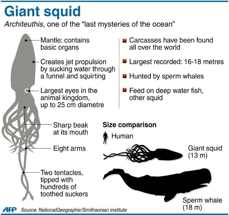 Graphic fact file on eight metre giant squid. Scientists say they have succeeded in filming the elusive deep-sea creature in its habitat for the first time