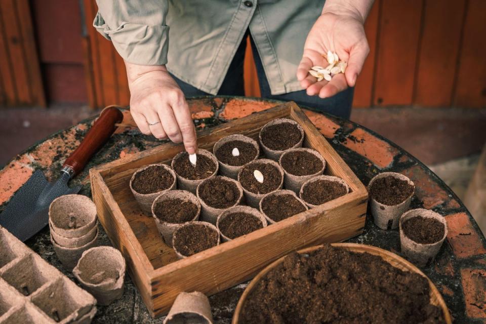 Keep the seeds and you can grow your own next year (Alamy Stock Photo)