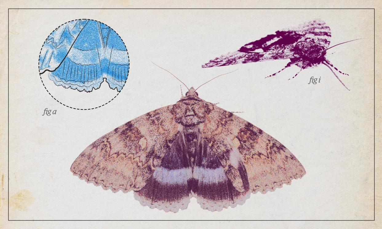 <span>The <em>Catocala fraxini</em> boasts a wingspan of up to 95mm, which makes the insect extremely inconspicuous at rest.</span><span>Composite: Guardian Design / Vasiliy Vishnevskiy - Alamy</span>