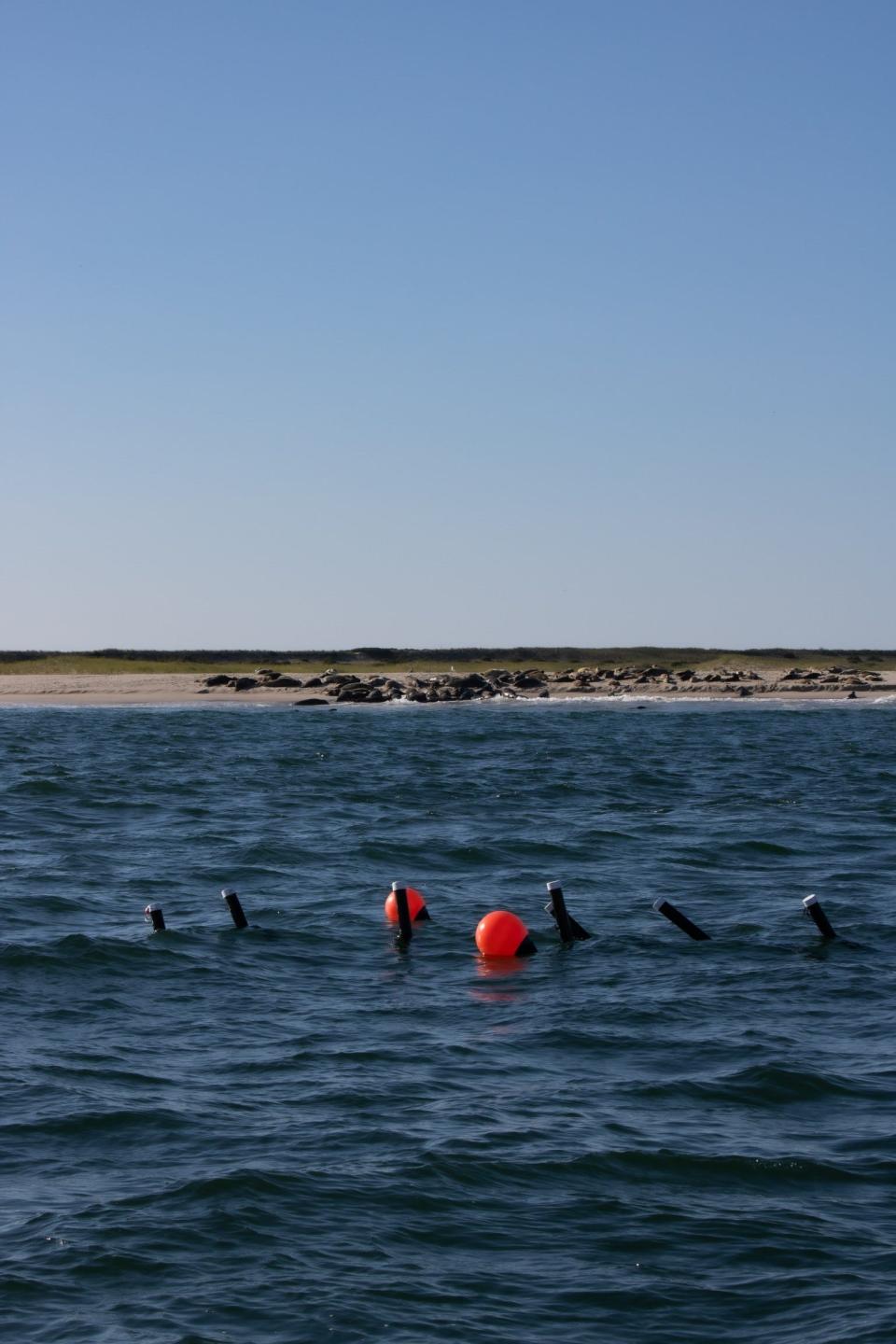 Seals can be seen on the beach behind the barrier. The big seal population on outer Cape Cod has attracted great white sharks to the area in recent years.