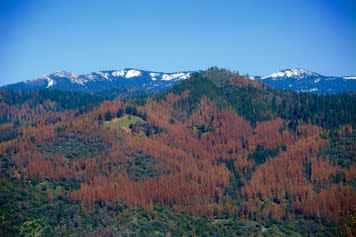 Dead trees in the Sierra National Forest.