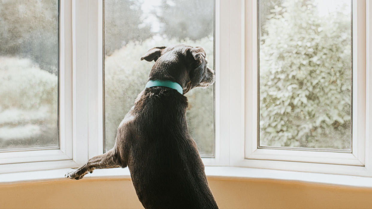  Dog looking out of the window. 