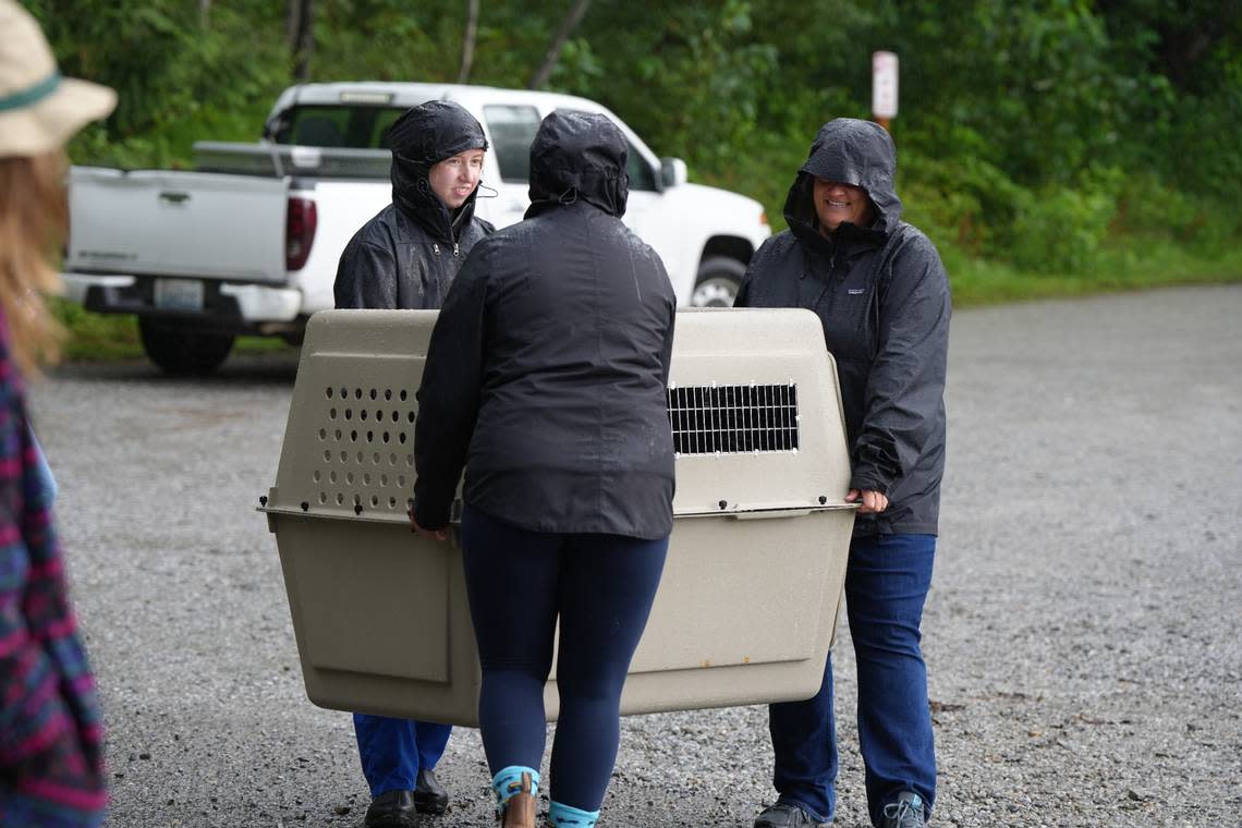 Marine wildlife rescuers carry a rehabilitated harbor seal pup to the water at Larrabee State Park in Whatcom County to release it on August 23, 2024. The pup was abandoned by its mother in June due to human interference at a beach in Point Roberts.