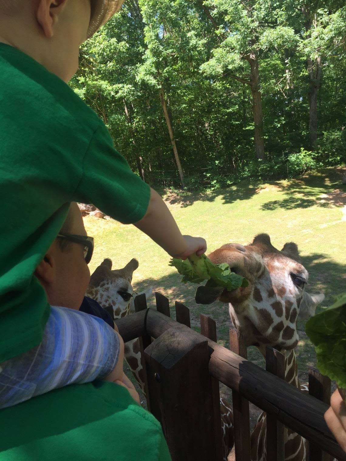 Feeding the giraffes at the NC Zoo in 2017.