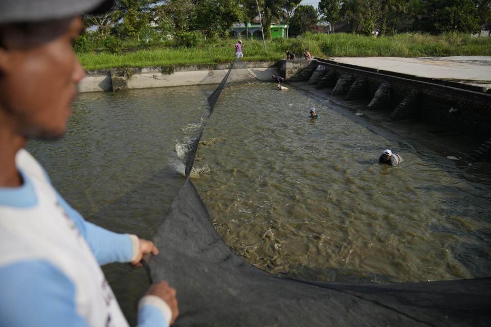 Workers use a net to harvest catfish in Belitang, South Sumatra, Indonesia, Sunday, July 23, 2023. (AP Photo/Dita Alangkara)