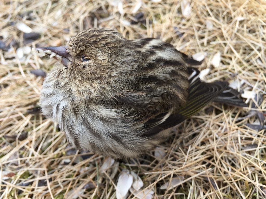 Pine siskin in distress. The bird's fluffed-up feathers and lethargy are notable symptoms of salmonellosis.