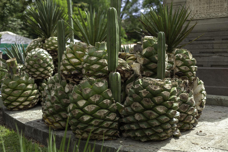 We see an Agave plant all cut, the leaves cut before cooking it for the Mezcal preparation, these agave balls are al stack together before the heating and cutting part before the fermentation for the creation of Mezcal in the Oaxaca state of Mexico.

This image was taken in the pubic plaza of el Llano in the city of Oaxaca, Mexico