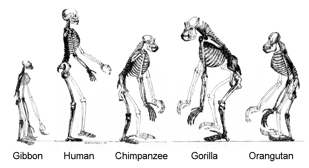 evolution ape skeletons