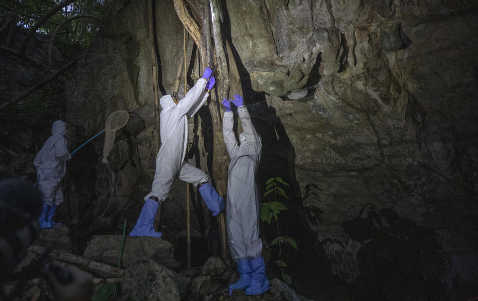 Researchers catch bat in front of cave inside Sai Yok National Park in Kanchanaburi province, west of Bangkok, Thailand, Friday, July 31, 2020. Researchers in Thailand have been trekking though the countryside to catch bats in their caves in an effort to trace the murky origins of the coronavirus.(AP Photo/Sakchai Lalit)