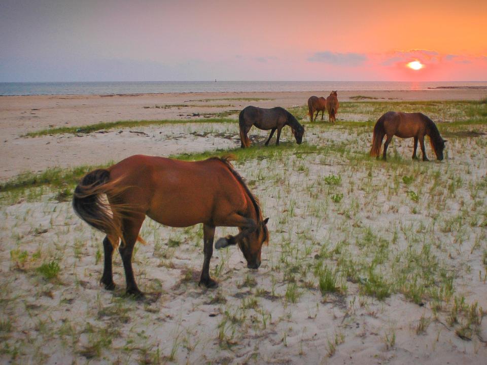 Shackleford Banks, Cape Lookout National Seashore, North Carolina.