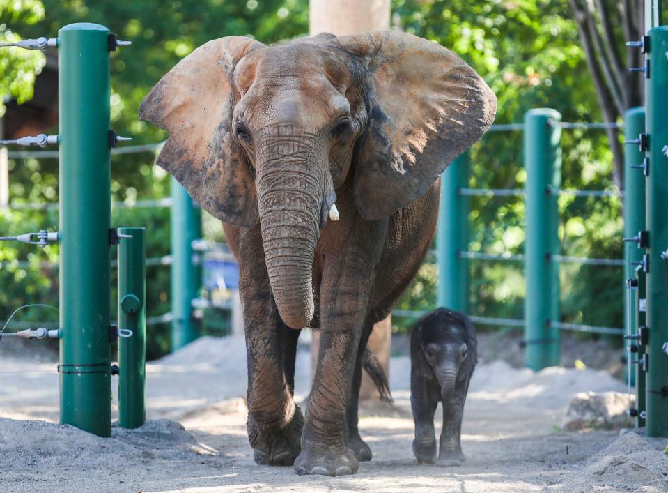 Mikki, a 33-year-old African elephant, walks with a bull calf she recently gave birth to at the Louisville Zoo in Kentucky.