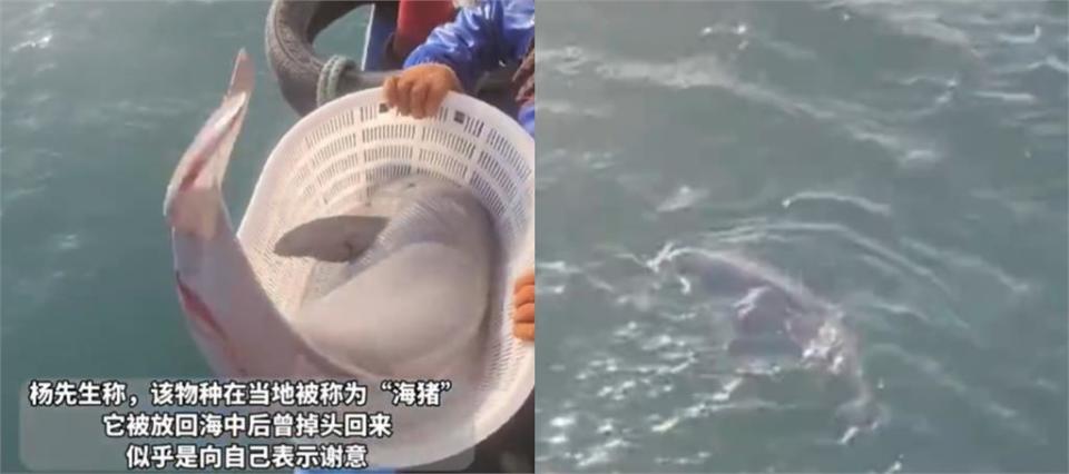 中國漁夫撈到圓滾滾「銀白海獸」！真實身分曝光竟是「極度瀕危生物」