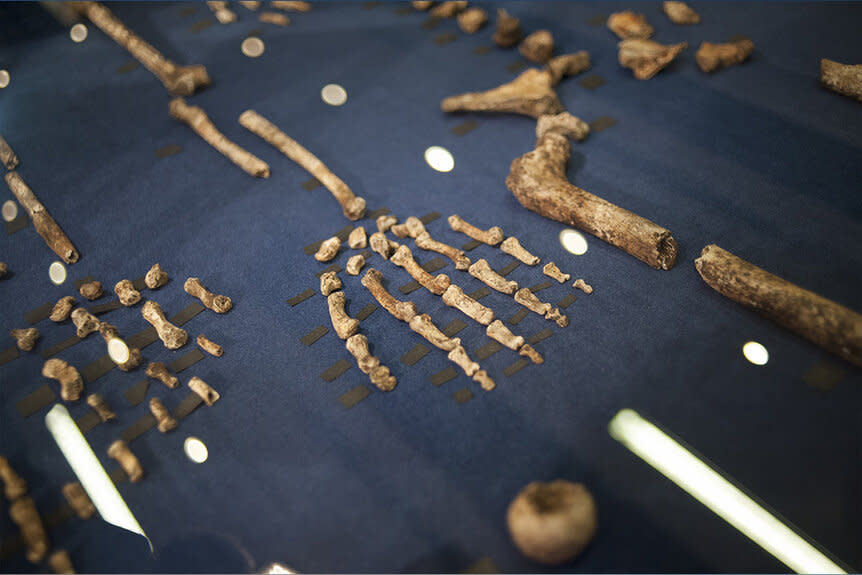 Homo naledi skeleton laid out on a table.