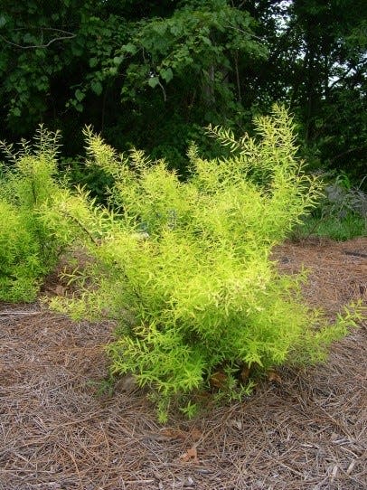 ‘Ogon’ Thunberg Spiraea (Spiraea thunbergii)
A gold foliaged spin on a classic shrub. Growing to 5’ tall and 6’ wide with delicately textured, soft yellow leaves, it works great in full sun to light shade and most soils. Tiny white flowers cover the stems in early spring. It is highly resistant to deer browse and the gold foliage color holds up well all summer long.