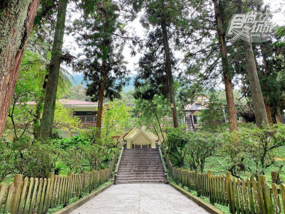 「溪頭福華渡假飯店」被台大實驗林中層層台灣杉、柳杉等林木包圍。
