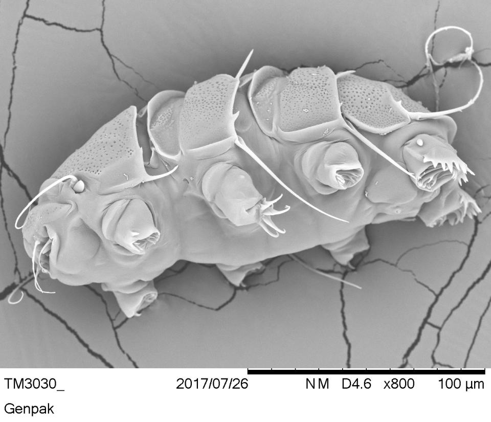 This undated electron microscope image provided by William Miller of Baker University in March 2019 shows a tardigrade of the class Heterotardigrada, also known as a "water bear." The small animals, about the size of a period, are able to survive extreme heat, cold, radiation and even the vacuum of space. (William Miller via AP)
