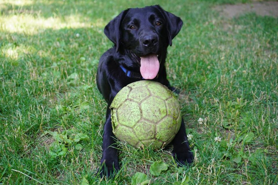 Saban, a Labrador Retriever at Brigadoon Service Dogs, plays with a ball on July 6, 2023, at the organization’s training facility in Bellingham, Wash.