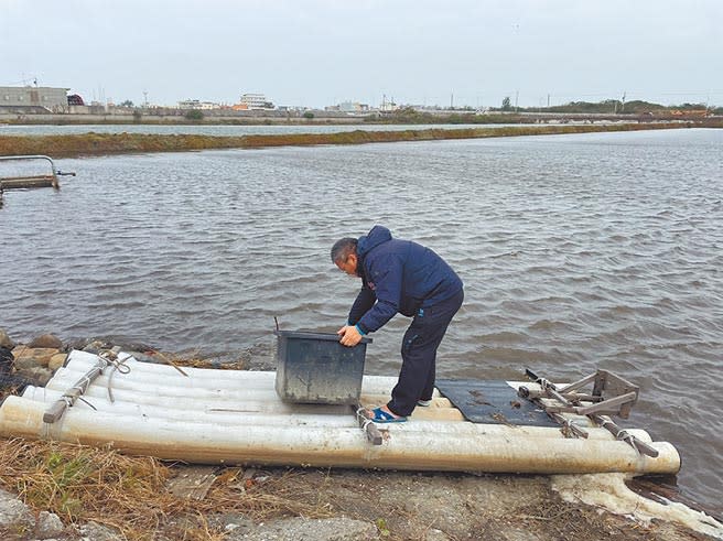 雲林縣沿海養殖漁民搬運器材擬設擋風牆為虱目魚防寒。（張朝欣攝）