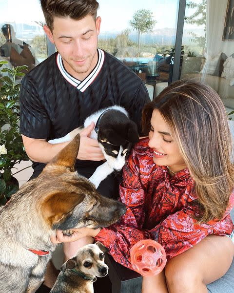 <p>The Quantico actress shared that she had adopted an adorable new puppy with husband Nick Jonas. Already proud dog parents to Diana the chihuahua and Gino the german shepherd, their new addition is Panda, a Husky Australian Shepard mix. </p><p>Posing for a new family photo, the Chopra Jonas' Photoshopped in Diana so not to exclude her. Fair enough.<br></p><p><a href="https://www.instagram.com/p/CDoszLHD9_H/" rel="nofollow noopener" target="_blank" data-ylk="slk:See the original post on Instagram;elm:context_link;itc:0;sec:content-canvas" class="link ">See the original post on Instagram</a></p>