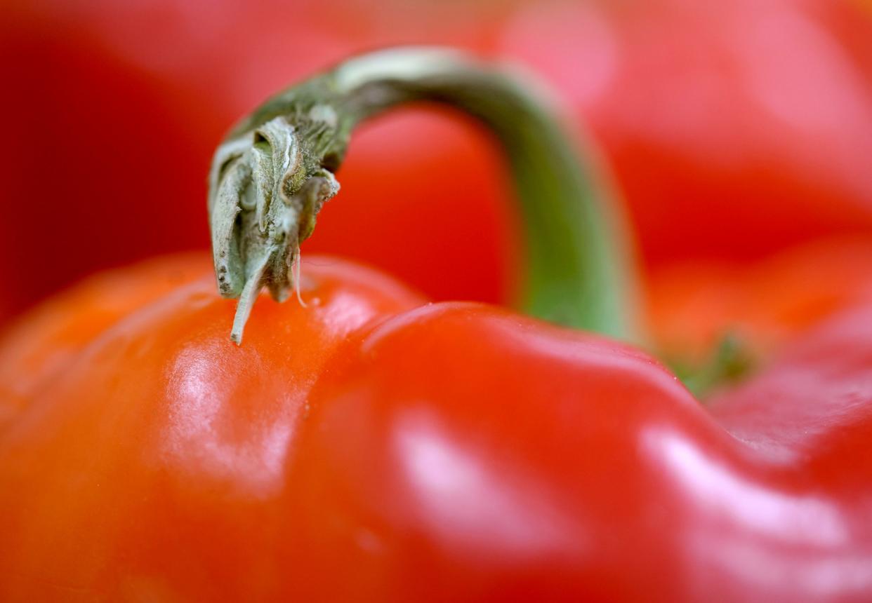Peppers are an easy vegetable to grow in the home garden.