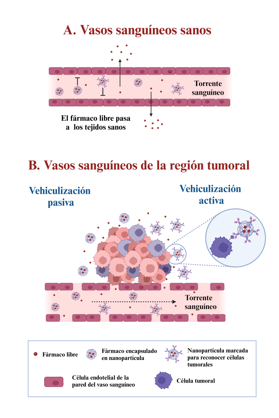 Figura A: El fármaco libre que viaja por el torrente puede escaparse de los vasos sanguíneos, debido a su pequeño tamaño y llegar a tejidos sanos, lo que provoca daños en ellos. El medicamento encapsulado en nanopartículas, al ser de mayor tamaño, permanece en el torrente, ya que no puede atravesar la pared del vaso. Figura B: En las regiones tumorales, tanto el fármaco libre como el encapsulado se liberan del torrente, a través de los orificios característicos de estos vasos y se acumulan en el tumor. Si las nanopartículas portan en su superficie moléculas señal que las dirigen hacia el tumor, se habla de una vehiculización activa del fármaco. En caso contrario, las nanopartículas se acumulan en el tumor solo por el hecho de que caben a través de las ventanas de los vasos tumorales, lo que se conoce como vehiculización pasiva. Figuras creadas en BioRender.com.