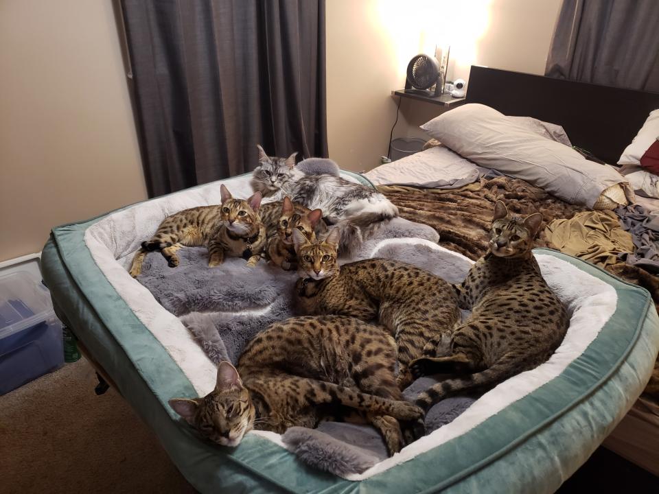 Powers strongly believes his cats get along so well because he raised them to have positive associations with one another. In cold Michigan winters, he provides a large, heated cat bed that they can share together. (Courtesy Dr. Will Powers)