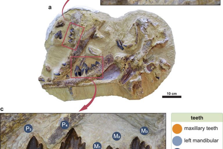 “Tutcetus rayanensis”: Descubren en el desierto egipcio una nueva especie de ballena que vivió hace 41 millones de años