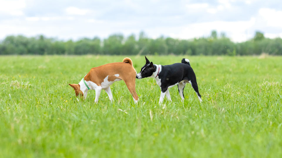 dogs sniffing bottoms