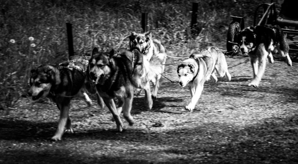 Travelers can still dog sled in Alaska during June, learn more about the excursion. 
pictured: sled dogs running in Alaska during summer