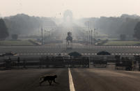 Un mono cruza una carretera frente al Palacio Presidencial de Nueva Delhi (India) el 22 de marzo. (Foto: Anushree Fadnavis / Reuters).