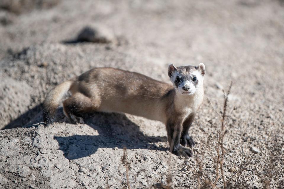 Ferrets are a restricted animal in California. Owners require a Restricted Species permit to import, export or possess them. according to the CDFW.