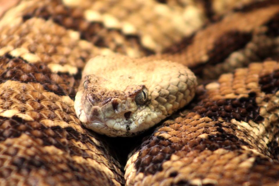 A timber rattlesnake