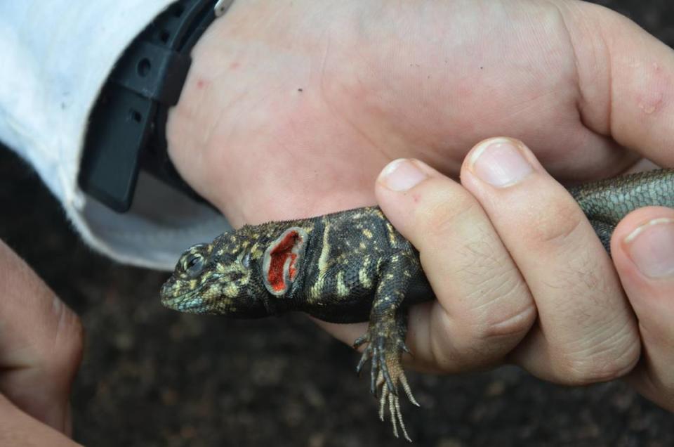 Um pesquisador segura um Tropiderus madiramamore, ou lagarto de colarinho Madeira-mamore, e seu pescoço vermelho. 